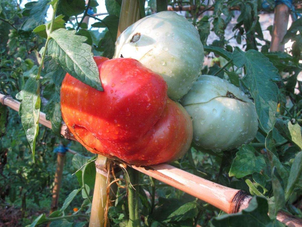 Cottage Poppy Tursac المظهر الخارجي الصورة